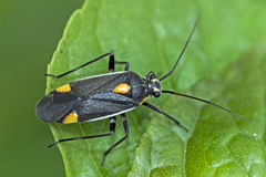 Capsodes flavomarginatus