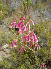Erica versicolor