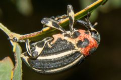 Neodiplogrammus quadrivittatus