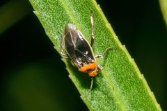 Aspidobothrys ruficeps