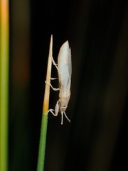 Stenophyella macreta