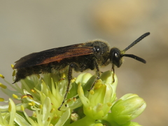 Scolia hortorum