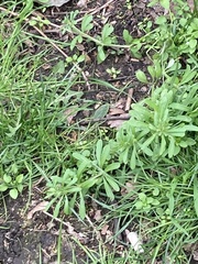 Galium aparine
