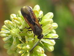 Scolia hortorum