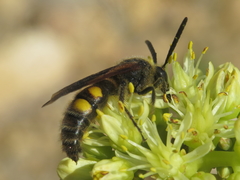 Scolia hortorum
