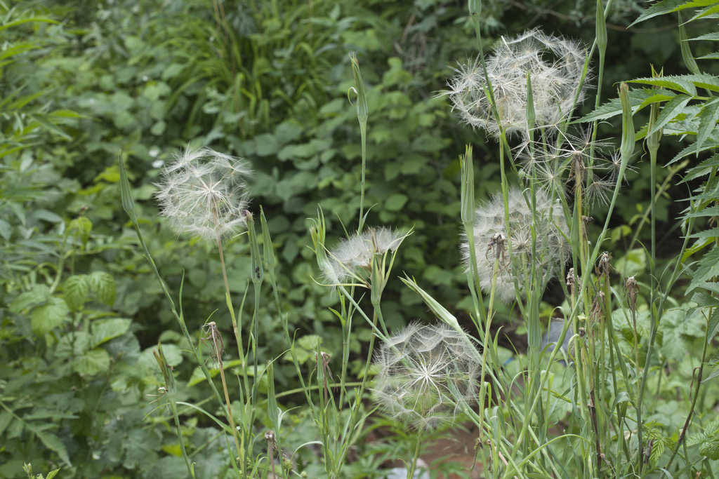 Tragopogon vvedenskyi