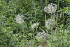 Tragopogon vvedenskyi