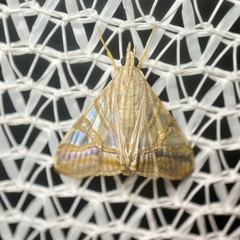Agrioglypta zelimalis