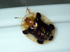 Aspidimorpha quinquefasciata