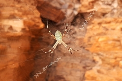 Argiope dietrichae