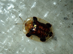 Aspidimorpha quinquefasciata