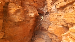 Argiope dietrichae