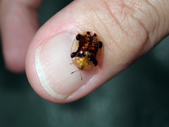 Aspidimorpha quinquefasciata