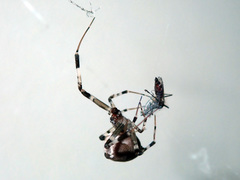 Zosis geniculata