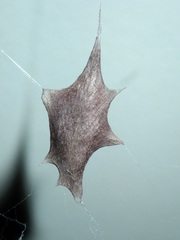 Zosis geniculata