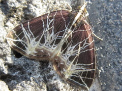 Evecliptopera illitata