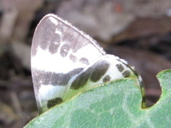 Callabraxas compositata