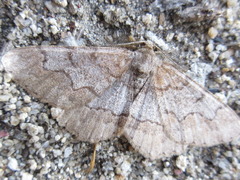 Satoblephara parvularia