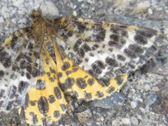 Arichanna melanaria