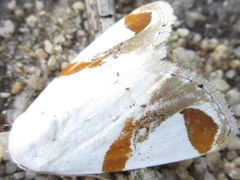 Sphragifera biplagiata