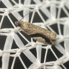 Statherotis pendulata