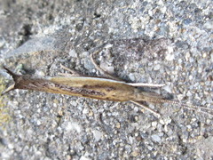 Ypsolopha strigosa