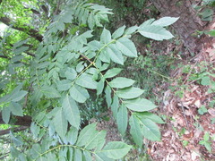 Picrasma quassioides