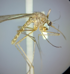 Culiseta inornata
