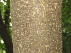 Picrasma quassioides