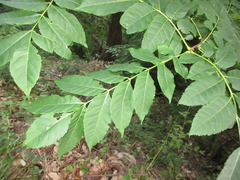 Picrasma quassioides