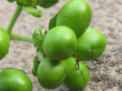 Picrasma quassioides