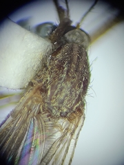 Culiseta inornata
