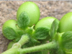 Picrasma quassioides