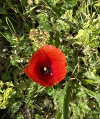Papaver rhoeas