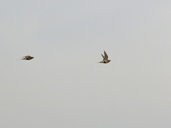 Syrrhaptes paradoxus