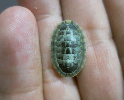 Rhyssoplax linsleyi · iNaturalist