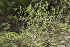 Cicerbita subplumosa