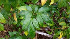 Zanthoxyloideae