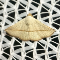 Eublemma perversicolor