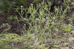 Cicerbita subplumosa