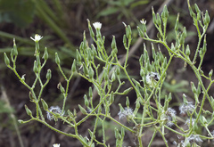 Cicerbita subplumosa