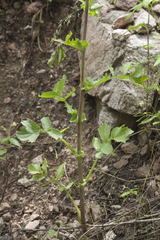 Cicerbita subplumosa