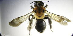 Andrena nitida
