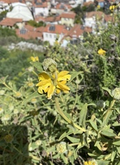 Phlomis fruticosa