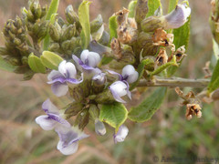 Psoralea polysticta