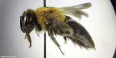Andrena nitida