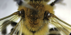 Andrena nitida