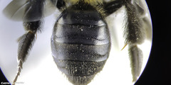 Andrena nitida