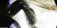 Andrena nitida