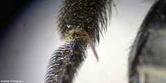 Andrena nitida
